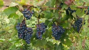 filari di casavecchia