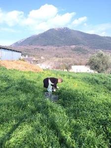 Raccolta delle ortiche. L'estratto andrà a comporre il ripieno,insiema alla ricotta, di Ravioli al sugo di maialino nero 